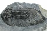 Thysanopeltis Trilobite - Boudib, Morocco #255581-1